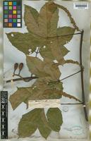 Paullinia spicata Benth. [family SAPINDACEAE]
