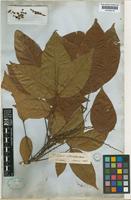 Paullinia interrupta Benth. [family SAPINDACEAE]