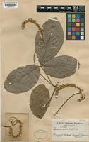 Paullinia hystrix Radlk. [family SAPINDACEAE]