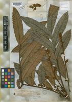 Cupania hispida Radlk. [family SAPINDACEAE]