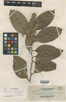 Isotype of Homalium gitingense Elmer [family FLACOURTIACEAE]