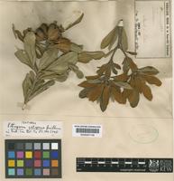 Isotype of Pittosporum gatopense Guillaumin [family PITTOSPORACEAE]