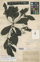 Holotype of Tarenna pavettoides (Harv.) Sim subsp. guineensis Degreef [family RUBIACEAE]