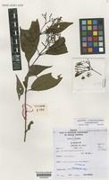 Isotype of Tarenna inops Degreef [family RUBIACEAE]