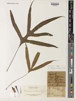 Type of Drynaria vulgaris J.Sm. [family POLYPODIACEAE]