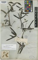 Manihot esculenta Crantz [family EUPHORBIACEAE]