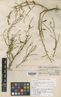 Holotype of Dendrophthora martinicensis Kuijt [family VISCACEAE]