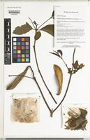 Isotype of Wrightia sirikitiae D.J.Middleton & Santisuk [family APOCYNACEAE]