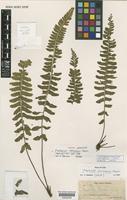 Isotype of Asplenium diplosceuum Hieron. [family ASPLENIACEAE]