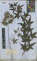 Acer palmatum Thunb. [family ACERACEAE]