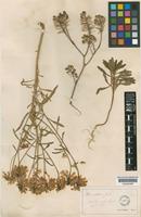 Iberis intermedia Guersent [family CRUCIFERAE]