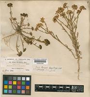 Iberis crenata Lam. [family CRUCIFERAE]