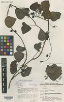 Holotype of Stephania tuberosa Forman [family MENISPERMACEAE]
