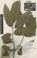 Type of Canarium liguliferum Leenh. [family BURSERACEAE]