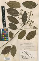 Kokoona ochracea Merr. [family CELASTRACEAE]