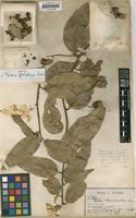 Isotype of Vatica philastreana Pierre [family DIPTEROCARPACEAE]