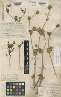 Daucus duriena Lange [family UMBELLIFERAE]