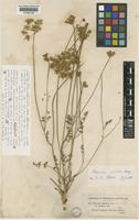 Daucus crinitus Desf. var. comosus [family UMBELLIFERAE]