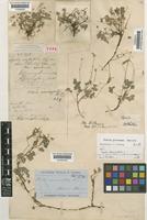 Oxalis perennans Haw. [family OXALIDACEAE]