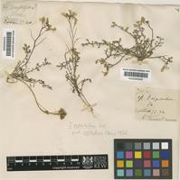 Sisymbrium pakistanicum Jafri [family CRUCIFERAE]