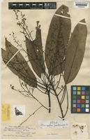 Holotype of Mangifera parkinsonii C.E.C.Fisch. [family ANACARDIACEAE]