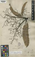 Holotype of Mangifera oblongifolia Hook.f. [family ANACARDIACEAE]