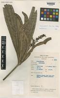 Isotype of Semecarpus lineatus Kosterm. [family ANACARDIACEAE]