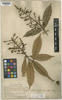 Isotype of Melanochyla kunstleri King [family ANACARDIACEAE]