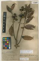 Syntype of Melanochyla bracteata King [family ANACARDIACEAE]