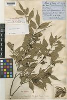 Hopea bracteata Burck [family DIPTEROCARPACEAE]