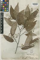 Hopea odorata Roxb. var. vasta [family DIPTEROCARPACEAE]