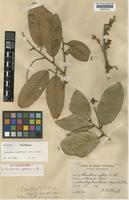 Type of Parashorea aptera Slooten [family DIPTEROCARPACEAE]