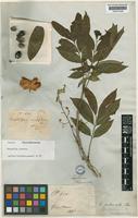 Harpullia arborea (Blanco) Radlk. [family SAPINDACEAE]