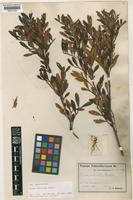 Isotype of Guioa crenulata Radlk. [family SAPINDACEAE]
