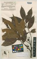 Isotype of Guioa melanopoda Merr. & L.M.Perry [family SAPINDACEAE]