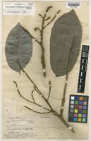 Type of Lepisanthes hirta Ridl. [family SAPINDACEAE]