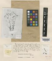 Haplophyllum tuberculatum (Forssk.) A. Juss. [family RUTACEAE]