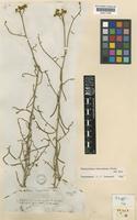 Type of Haplophyllum longifolium Boiss. [family RUTACEAE]