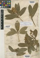 Skimmia japonica Thunb. [family RUTACEAE]