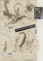 Oberonia disticha (Lam.) Schltr. [family ORCHIDACEAE]
