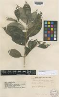 Pavetta gillilandii Bremek. [family RUBIACEAE]
