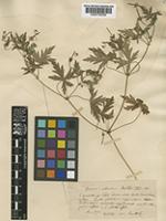 Geranium sibiricum L. [family GERANIACEAE]