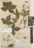 Isotype of Geranium retectum Yeo [family GERANIACEAE]