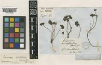 Geranium microphyllum Hook.f. [family GERANIACEAE]