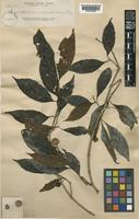 Nauclea subdita (Korth.) Steud. [family RUBIACEAE]