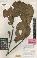 Holotype of Neonauclea ventricosa Ridsdale [family RUBIACEAE]