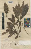 Type of Adina parvula Geddes [family RUBIACEAE]