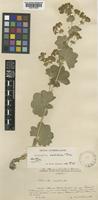 Isotype of Alchemilla catochnoa Rothm. [family ROSACEAE]