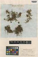Syntype of Acaena microphylla Hook.f. [family ROSACEAE]