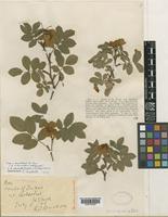 Rosa burdoni Wolley-Dod [family ROSACEAE]